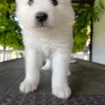 Harika Samoyed Yavrularımız