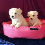 Irk Ve Saglık Garantili Maltese Terrier Yavruları