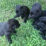 Akkus Uretim Ciftliginden Black Solid Alman Kurdu Yavruları