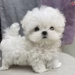 Numara Maltese Bebeklerimiz