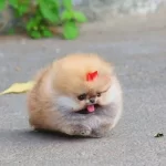 Teddy Bear Boo Yuz Hatlarına Sahip Bebekler