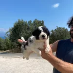 Koyu Merle Border Colie Bebeklerimiz