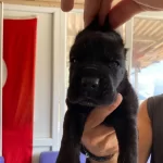 Asaletli Siyah Cane Corso Yavrularımız
