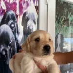 Baby Face Golden Retriever Bebekler