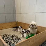 Shih Tzu Bebeklerimiz Geldi