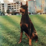 King Doberman Bebeklerimiz