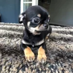 Chihuahua Yavrularımiz Hazirdir