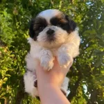 Mukemmel Shih Tzu Yavrular