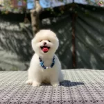 Show Class Ayicik Yavrular