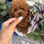 Daha Guzeli Yok Orijinal Kore