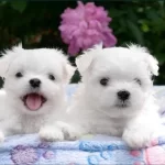 Kar Beyaz Maltese Yavrular