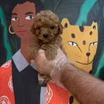 Gercek Toy Poodle Bebeklerimiz
