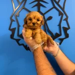 Kore Maltipoo Yavrularımiz