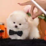 Pomeranian Boo Ayicik Surat Micro Boy