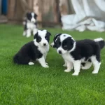 Zeka Kupu Border Collie Yavrularım Yeteneksizsiniz Max