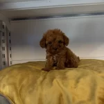 Gercek Tea Cup Toy Poodle