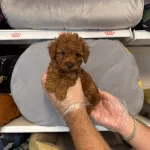 Irk Garantili Red Toy Poodle Bebeklerimiz