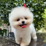 Vet Teknikerden Show Kalite Pofuduk Ayilar