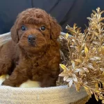 Sevimlilik Garantili Mini Poodle Yavrular