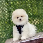 Asılı Pomeranian Boo
