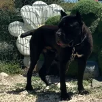 Cane Corso Genc Erkek Ve Disiler