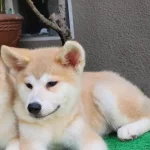 Akita Inu Yavrularımiz Hazırdır