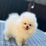 Küçücük Pomeranian Poo
