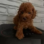 Secere Belgeli Toy Poodle Bebekler