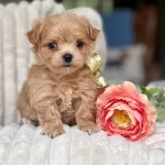 Akıllı Ev Ortamına Uyumlu Maltipoo