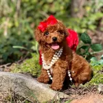 Antialerjik Ust Kalite Toy Poodle
