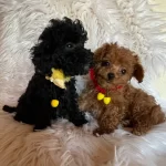 Ev Ici Bakılabilecek Tek Irktır Poodle Irkı