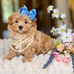 Tuy Derdi Olmadan Sevgiyle Buyuyen Maltipoo