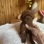 Kahverengi Askı Mini Toy Poodle Yavrularımız Hazır