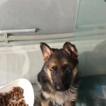 A Kalite Alman Kurdu Yavruları