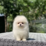 A Class Ayı Surat Pomeranian Yavrular