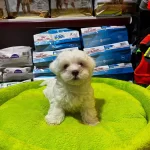 Numara Maltese Yavrular