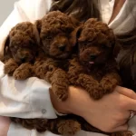 Kızıl Kahve Orjinal Toy Poodle Bebekler