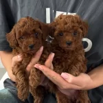 Buyuleyici Guzellikte Toy Poodle Bebekler