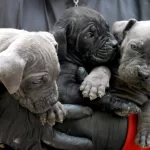 Blue Siyah Asil Cane Corso Bebeklerim