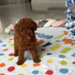 Kore Kan Poodle Irkının En Iyi Yavruları