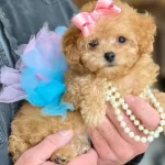 Süslü Maltipoo Bebekler