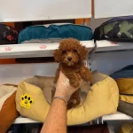 Gercek Red Browne Toy Poodle Yavruları