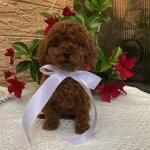 Teddy Surat Red Brown Toy Poodle Yavrular