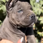 Iri Cussesiyle Gorenlere Dudak Isırtacak Cane Corso Yavrular