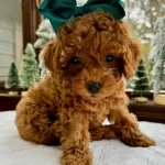 Irkının En Guzel Poodle Toy Bebekleri