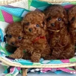 En Iyi Toy Poodle Yavrular Icin Burdayız