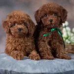 Mini Poodle Antialerjik Yavrular