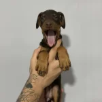 Dusmana Korku Dosta Guven Veren Doberman