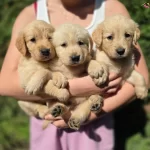 Irk Ve Saglik Garantili Golden Yavrular