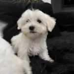 Minyatr A Kalite Kore Kan Maltes Terrier.